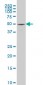 SAMM50 Antibody (monoclonal) (M04)