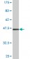 SAR1A Antibody (monoclonal) (M01)