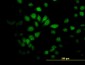 SAV1 Antibody (monoclonal) (M02)