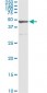 SAV1 Antibody (monoclonal) (M02)