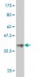 SAV1 Antibody (monoclonal) (M02)