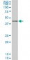 SAV1 Antibody (monoclonal) (M02)