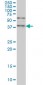 SAV1 Antibody (monoclonal) (M02)