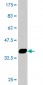 SAV1 Antibody (monoclonal) (M04)