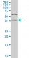 SAV1 Antibody (monoclonal) (M04)