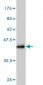 SCAMP3 Antibody (monoclonal) (M02)