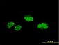 SCAND1 Antibody (monoclonal) (M01)