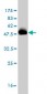 SCAND1 Antibody (monoclonal) (M01)