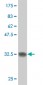 SCAND2 Antibody (monoclonal) (M01)