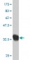 SCAND2 Antibody (monoclonal) (M02)