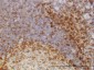 SCAP1 Antibody (monoclonal) (M01)