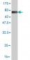 SCAP1 Antibody (monoclonal) (M01)