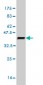 SCAP1 Antibody (monoclonal) (M02)
