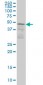 SCAP1 Antibody (monoclonal) (M02)