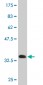 SCGB1A1 Antibody (monoclonal) (M11)