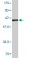 SCYE1 Antibody (monoclonal) (M05)