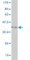 SEMA4B Antibody (monoclonal) (M03)