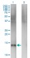 SEMA4B Antibody (monoclonal) (M03)