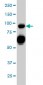 SEMA4D Antibody (monoclonal) (M01)