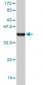 SEMA7A Antibody (monoclonal) (M01)