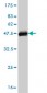 SEP3 Antibody (monoclonal) (M03)