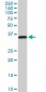 SEP3 Antibody (monoclonal) (M03)