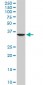 SEP3 Antibody (monoclonal) (M03)