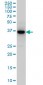 SEP3 Antibody (monoclonal) (M03)