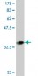 SEP3 Antibody (monoclonal) (M05)