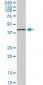 SEP3 Antibody (monoclonal) (M05)