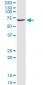 SERPINA10 Antibody (monoclonal) (M02)