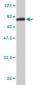 SERPINA10 Antibody (monoclonal) (M02)