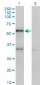 SERPINA10 Antibody (monoclonal) (M02)