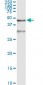 SERPINB3 Antibody (monoclonal) (M01)