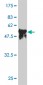 SERPINC1 Antibody (monoclonal) (M02)