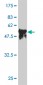 SERPINC1 Antibody (monoclonal) (M02)