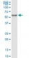 SERPINC1 Antibody (monoclonal) (M02)