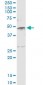 SERPINE1 Antibody (monoclonal) (M01)