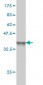 SERPINE1 Antibody (monoclonal) (M01)