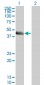 SERPINE1 Antibody (monoclonal) (M01)
