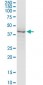 SERPINH1 Antibody (monoclonal) (M01)