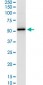 SERPINH1 Antibody (monoclonal) (M01)
