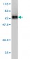 SERPINI1 Antibody (monoclonal) (M01)