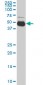 SERPINI1 Antibody (monoclonal) (M03)