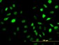 SESN2 Antibody (monoclonal) (M03)