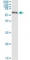 SESN2 Antibody (monoclonal) (M03)