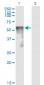 SESN2 Antibody (monoclonal) (M03)
