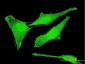 SET Antibody (monoclonal) (M01)