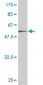 SET Antibody (monoclonal) (M01)