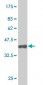 SETDB1 Antibody (monoclonal) (M07)